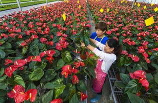 河北霸州 花卉种植助力乡村振兴